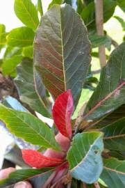 Image result for Terminalia mollis