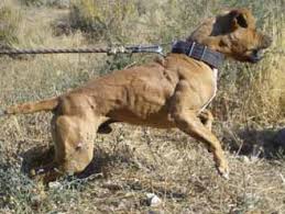 It is at least until it is at 10 to 12 months old. Pitbull Dog Pitbull Dog Puppy For Sale