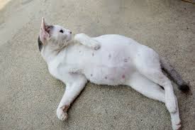 Pin On Cats Information About Cats