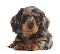They come to you with an akc registration application and a bill of health. Long Haired Dapple Dachshund Puppy Iphone 11 Pro Max Case For Sale By Warren Photographic