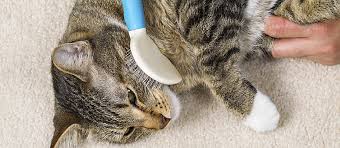 But excess shedding can be a sign of disease or illness that requires veterinary care. Cat Losing Hair How Much Shedding Is Normal Care Com