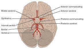 Sudden interruption of blood flow and oxygen to an area of brain tissue, which then may die (cerebrovascular accident, or cva, is another name for stroke.) ischemic stroke: Cerebral Circulation Adaptations Teachmephysiology