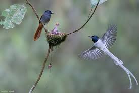 Asian Paradise Flycatcher Terpsiphone Paradisi Merapoh Pahang Malaysia 20150612 4186 Beautiful Birds Birds Bird Photo