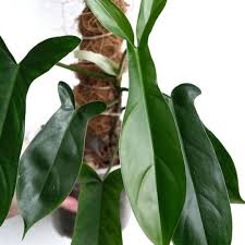 Image result for Filodendron Philodendron