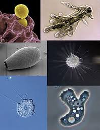 Amoeba Meaning In Malayalam