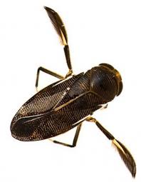 Image result for Corixidae