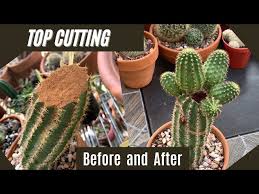 Image result for cactus cuttings