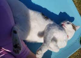 The feline may appear to be progressively adventurous and less pushed. How To Make A Cat Friendly Garden Primrose Blog