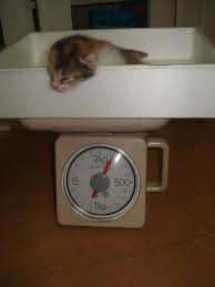 猫の日だから癒しの猫画像スレ 哲学ニュースnwk 猫の日 猫 画像 猫