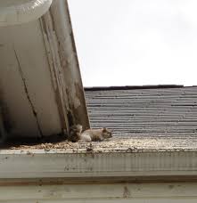 Maybe you would like to learn more about one of these? Do Not Block Off Cover Or Plug Up A Squirrel S Hole Why It Is Very Important Not To Block Off Or Plug Up An Active Squirrel Hole