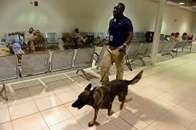 Flight departed from afghanistan with the remaining service members, military service contract dogs were allegedly left behind, prompting outrage from american humane, an animal. Oc6hx4redbwq6m