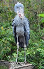 Big Bird With Large Beak No One Thinks These Huge Birds Are Actually Real Shoebill Shoebill Stork Shoebill Bird