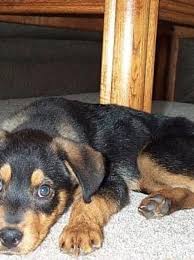 Maybe you would like to learn more about one of these? I Don T Want This To Happen To Anyone Else Puppy Scams Work Even Better During Covid 19 Wwmt