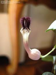 Image result for Ceropegia incana