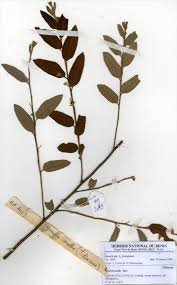 Image result for Grewia mollis