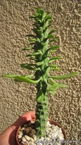 Image result for Monadenium hirsutum