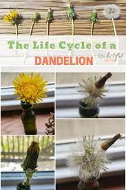 The Life Cycle Of A Dandelion Activity Wonder Filled Days In 2020 Life Cycles Cool Science Experiments Activities
