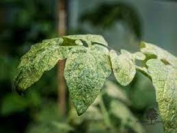 Excellent Spider Mite Treatment In Fort Worth Tx