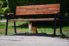 Eskisehir Tepebasi Hayattepebasinda Hayvansevgisi Kediler Outdoor Furniture Outdoor Decor Outdoor