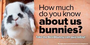 Think you know a lot about halloween? Take The Rabbit Quiz Test Your Knowledge On Bunnies Best 4 Bunny