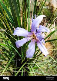 Image result for Xerophyta zimbabwensis