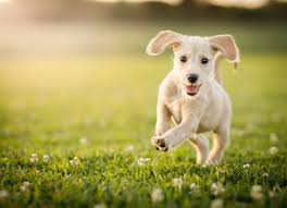 Dog Vaginal Health Guide Everything You Need To Know Petmd