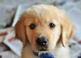 Yelling at or physically punishing your puppy, as strange as it sounds, is also a type of reward. How To Help Prevent Accidents During New Puppy Potty Training Petmd