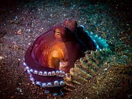 Coconut Octopus Lembeh Indonesia My Mola