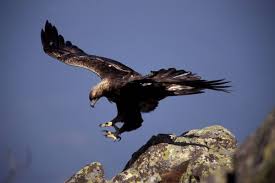 La repubblica dominicana ospita circa 6.000 specie di flora e 7.000 specie di fauna. Natura Italia Area Naturale