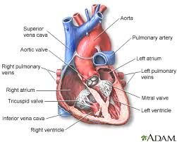 A heart murmur can be a sign of a heart problem. Heart Murmurs Healthing Ca
