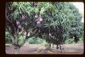 Image result for Mangifera indica