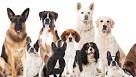 List of most popular dog breeds - Wikipedia