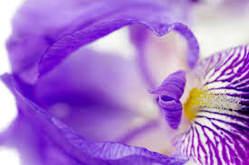Check spelling or type a new query. Flowers That Mean Friendship Flower Meaning
