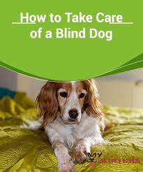 How To Take Care Of A Blind Dog Dogs Begin To Lose Their Sight When They Reach A Certain Age While Their Other Senses Such As Smell Blind Dog Dogs
