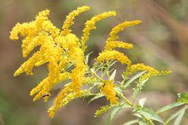 Goldenrod Characteristics Cultivation Care And Use Live Native Com