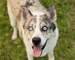 Check spelling or type a new query. Shepherd Husky Vs Beauceron Breed Comparison Mydogbreeds