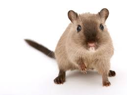 Siamese Gerbil My Favorite Coloring Ausgestopftes Tier Haustiere Susseste Haustiere