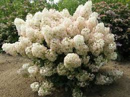 We did not find results for: Hydrangea Bobo 19 Hardy Hydrangea Bobo Hydrangea Hydrangea Garden