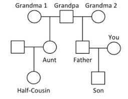 Drawing family tree genetics pic / root tree drawing, family tree, leaf, text png. Understanding Genetics