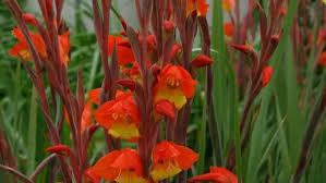 Image result for Gladiolus dalenii