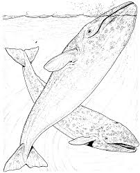 Whale Coloring Pages Whale Coloring Pages Coloring Pages Gray Whale