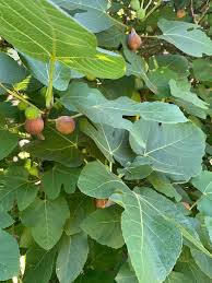Growing fruit trees in the northwest Fruit Trees Gardening In The Panhandle