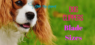 dog clippers blade sizes find out what are best for your dog