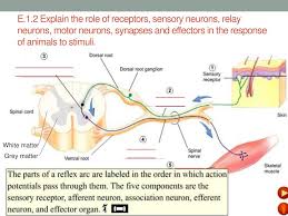 Principal neurons and their networks underlie local information processing/storage and represent the major sources of output from any brain region, whereas interneurons, by definition, have local axons. Ppt Nervous System Powerpoint Presentation Free Download Id 2075576