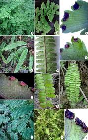 Image result for Adiantaceae
