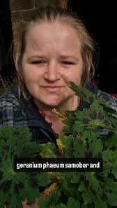There are so very many Geraniums out there- this is one of my favourites!  🌱Geranium phaeum 'Samobor'🌱 These nodding spray of deep purple blooms  above dramatic foliage are just what the shady areas of ...