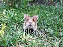 Where Do Hamsters Live In The Wild Pet Keen