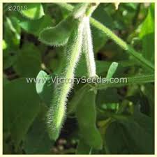 Image result for Brazzeia soyauxii