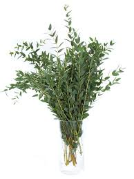 Eukalyptus Parvifolia Grun Bestellen Eukalyptus Grun Eukalyptus Zweige