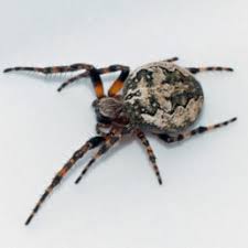 People have been posting photos of the c. Spiders In Wisconsin Species Pictures